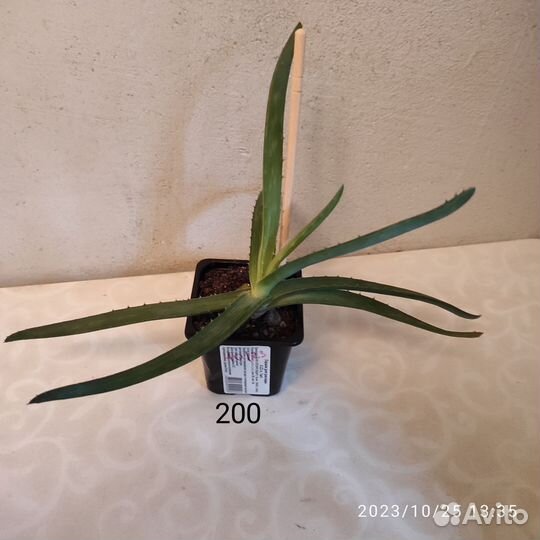 Алоэ Вера, хавортия, гастерия Батеса