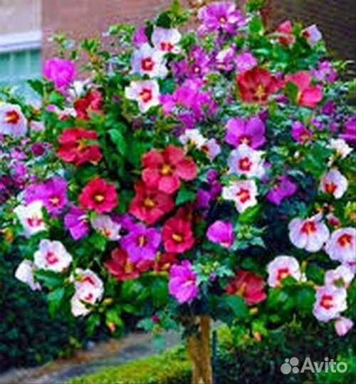 Гибискус садовый