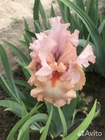 Ирис пыльно -розовый бородатый