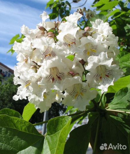 Катальпа. семена