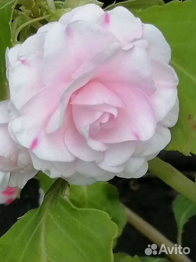 Бальзамин махровый. Срез