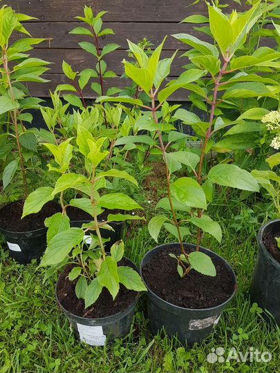 Гортензия метельчатая новинки