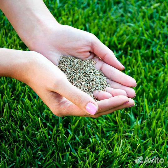 Посевной газон