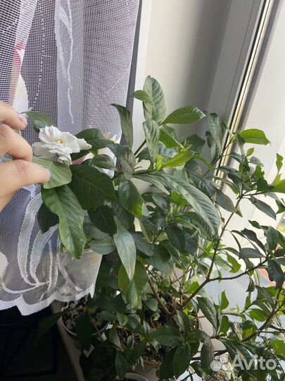 Гардения жасминовидная