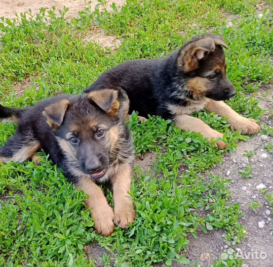 Немецкая овчарка