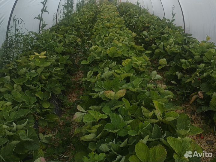 Рассада клубники квики