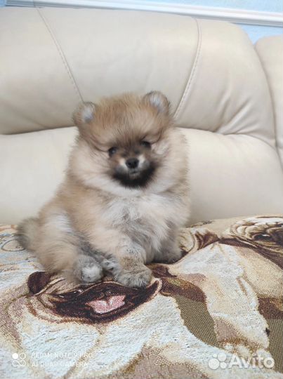 Померанский шпиц