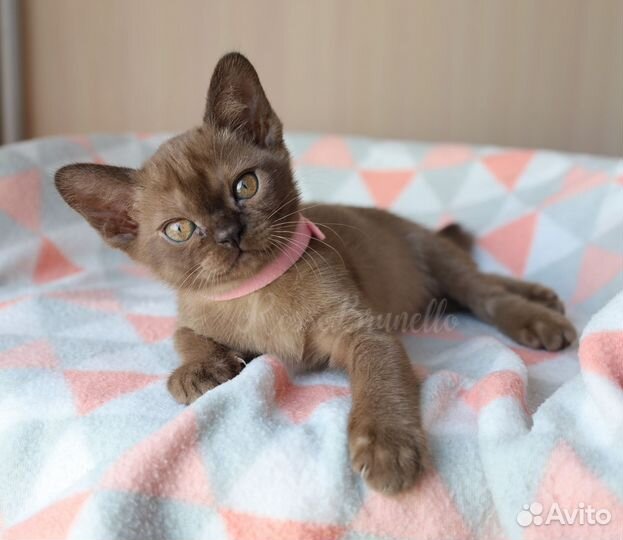 Бурманские котята wcf