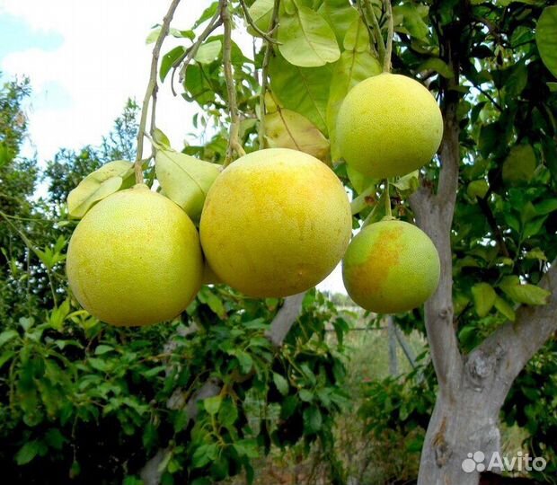 Памело шедок и розовый (Тайский)