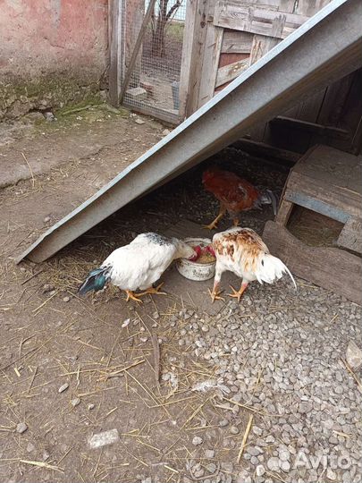 Молодые петухи