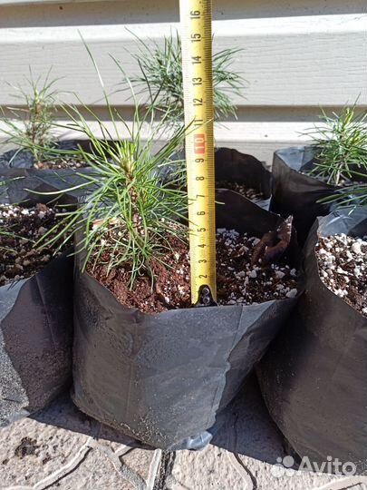 Саженцы кедра сибирского