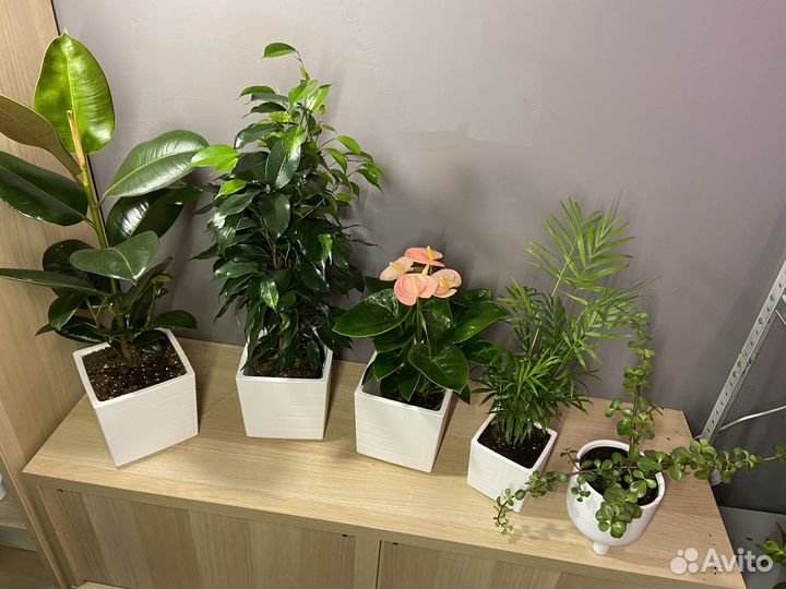 Обалденный набор растений для офиса и дома