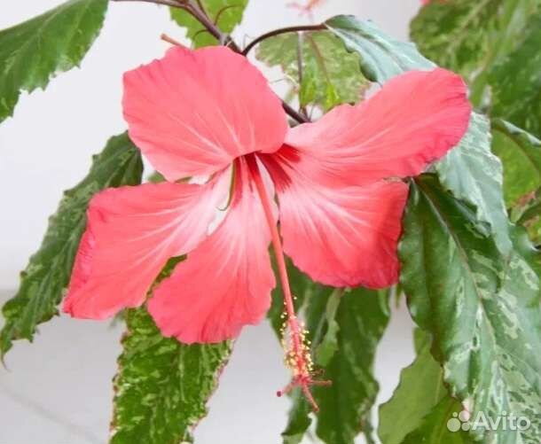 Комнатные растения цветы большие