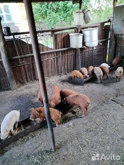 Поросенок дюрки