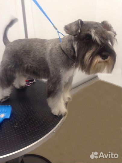 Стрижка собак и кошек. Выезд на дом