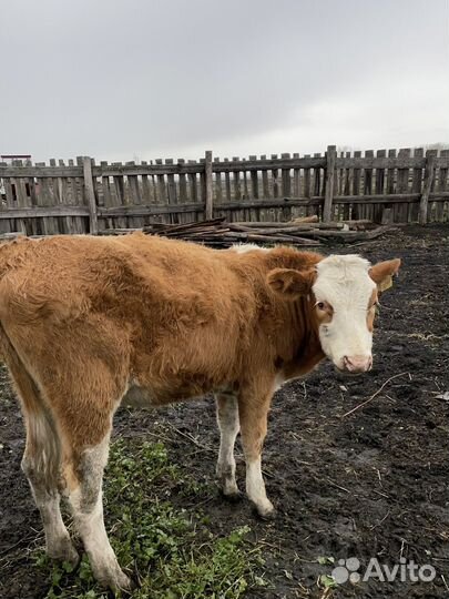 Телята телочки