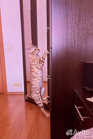 Кошка бенгал вязка