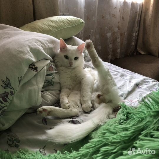 Турецкая ангора