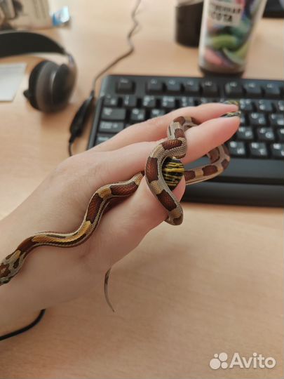 Маисовый полоз