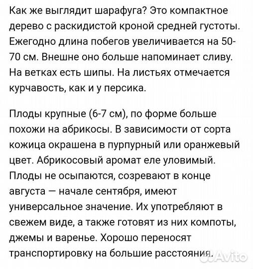 Саженцы Шарафуга