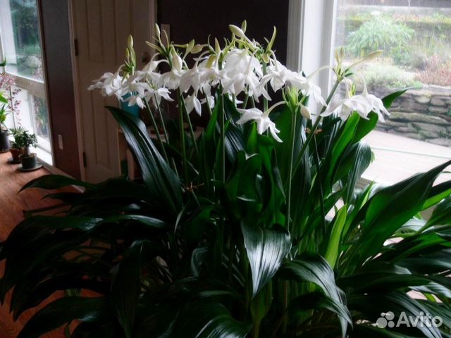 Эухарис амазонская лилия луковицы