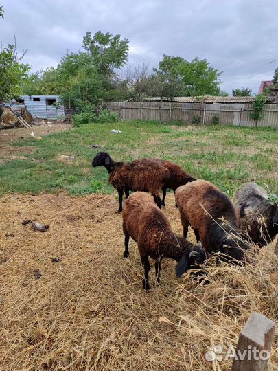 Овцы бараны курдючные