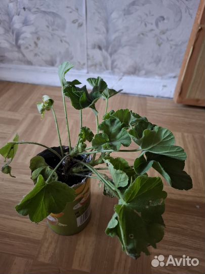 Пеларгонии сортовые