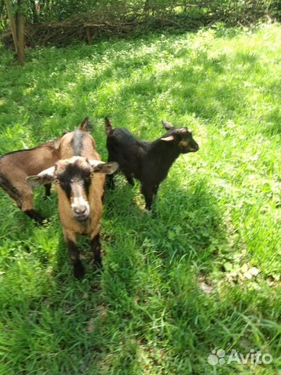 Козлики и козы