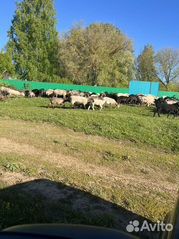 Бараны на Курбан.Курдючные бараны.Бараны на Акику