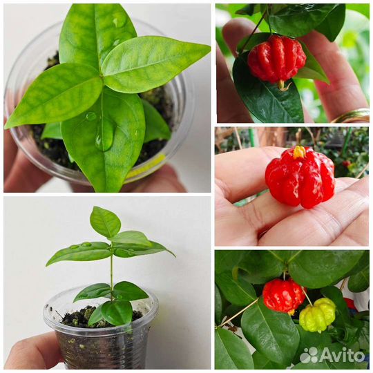 Редкая тропическая экзотика