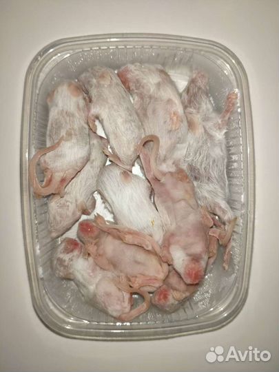 Кормовые мыши опушата