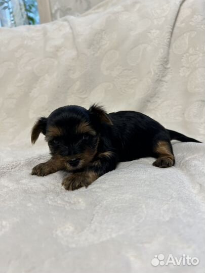 Йоркширский терьер щенки
