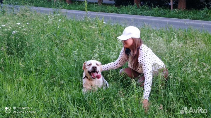 Передержка для собак, домашняя, индивидуальная