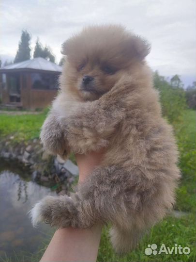 Померанский шпиц мини щенок медвежонок