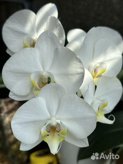 Орхидея белая