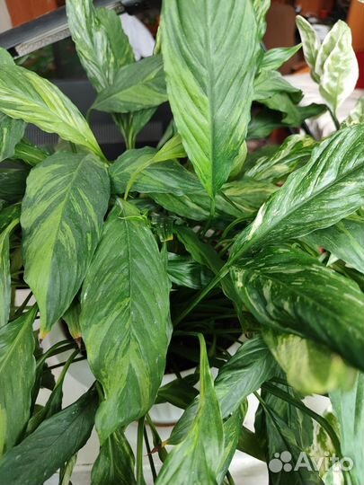 Спатифиллум moon shadow,джемини