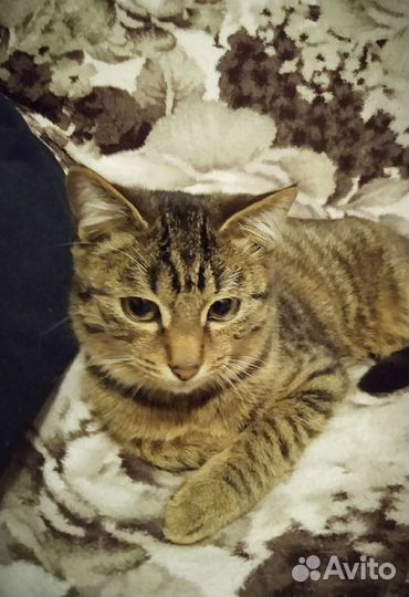 Кошка стерилизована 6 лет