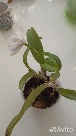 Орхидея каттлея, дендробиум, декабристы