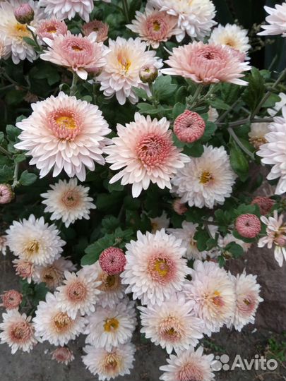 Хризантема