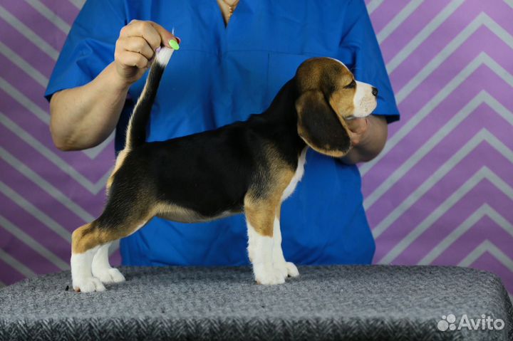 Бигль щенки