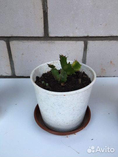 Декабрист шлюмбергера