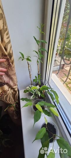 Гранат, монстера Альба