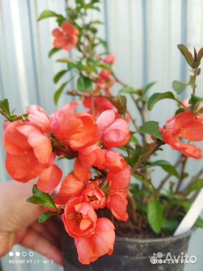 Хеномелес (айва японская), Дейция