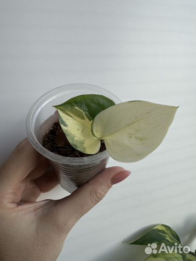 Эпипремнум марб эппл, хэппи лиф