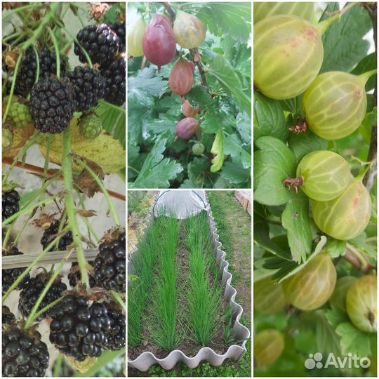 Саженцы крыжовника, смородины