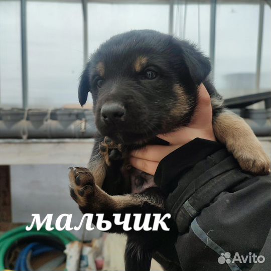 Собака в добрые руки отдам бесплатно