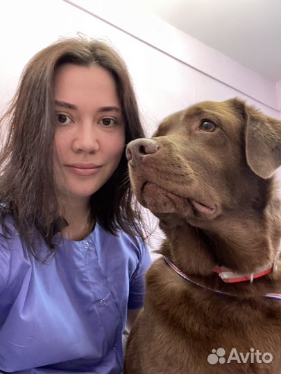 Грумер на дом