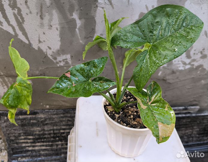 Цветы в ассортименте