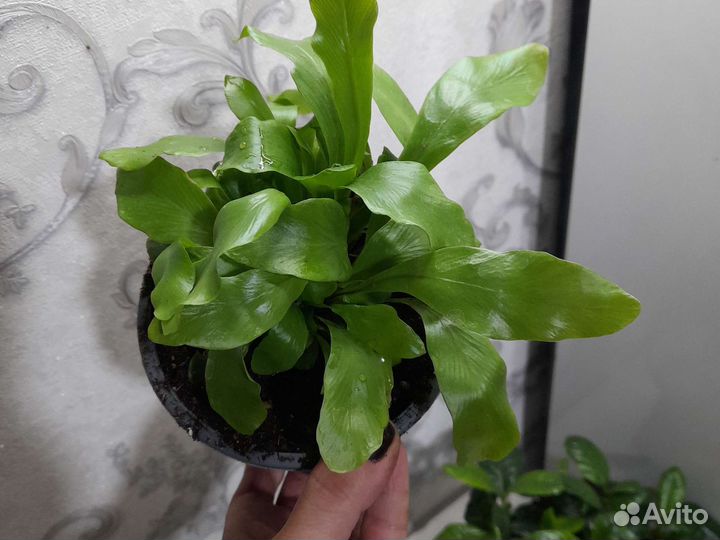 Гардения жасминовидная. Асплениум