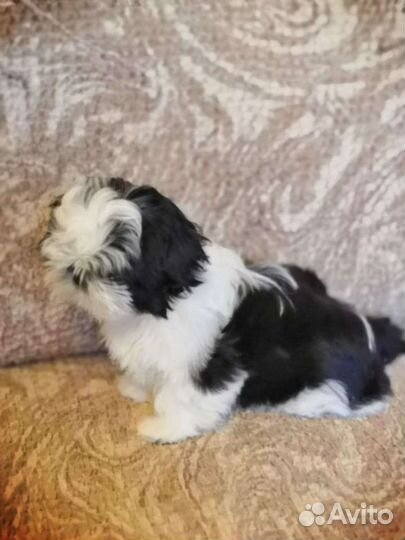 Вязка.Шитцу